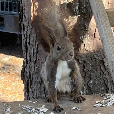 🔥🐿りす🐿🔥さんのプロフィール画像