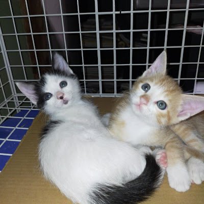 LD9G9eKwVw96525's profile picture. 埼玉県でライセンスフリー無線をメインで運用してます。