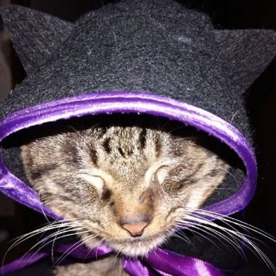 tech_nekotter's profile picture. テックキャンプ→エンジニア/猫とスポーツが好き/憧れてる人を目指す/Ruby Java JavaScript/20代