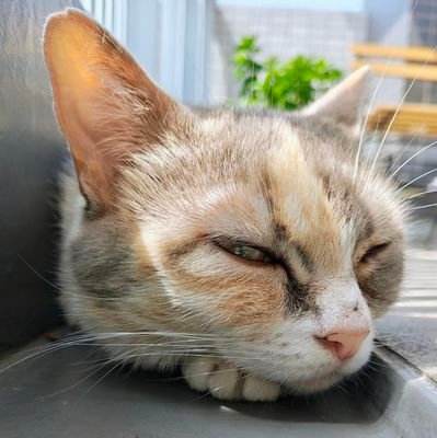 家猫マンチカンのメロン😸 7才♀にゃ😽 猫語を翻訳してくれる人間がポストしてるけどあんまり正確ではないにゃー😿
いつもどうでもいいことポストしてるけど見てくれにゃー😻😻😻