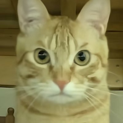 miaotul2's profile picture. 喜欢看黄🥰///有1吗有1吗