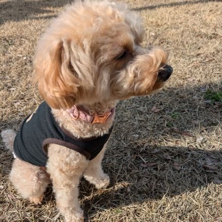 ハピネッツのブースターです。妻と犬と暮らしてます。
25-26シーズンの推しは決めてません。
歴史とスポーツ全般が興味あります。宜しくお願いします!