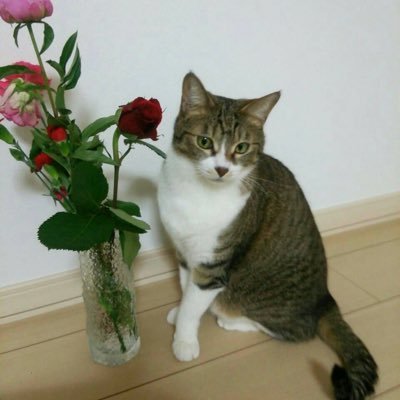 neko_NEKO_3_'s profile picture. Twitter（X）とは便所の落書き✨ジャニオタ✨保護猫3匹（4匹はお空）✨どこかの病院で遭遇するよ✨アンチにもいいねするよ✨パヨきらい・不快なカルト似非保守反ワク反マスクはミュート・見えないよー笑✨コスタイベ接種済✨政治系呟きは時々削除✨ラッキーカラーは推しの水色✨何度か転生しています（気づいた人はよろしくです）