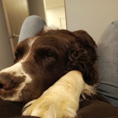 guiomarmave's profile picture. 