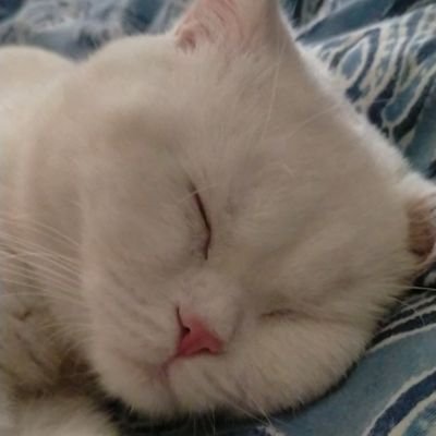 sinnerforgod's profile picture. Starring in a personal carnival, I'm the clown who can't find the stilts. 🤡 😺 🐶