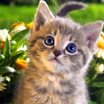 nicekitty2023's profile picture.