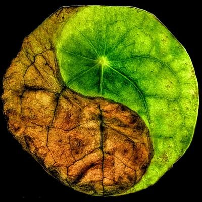 NoBourgeois1's profile picture. 
