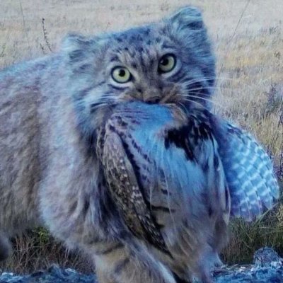 manulsever31's profile picture. balls 21