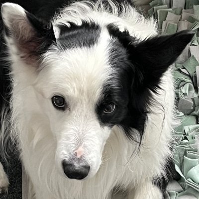 I am a happy Border Collie boy Jerry, like's to play, training and running fast.🐾🐕🐾
