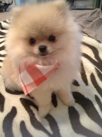 I'm the smallest Pomeranian in the world, weighing in under 2 lbs. (with a leash on). While I might be small in size, my personality is big!