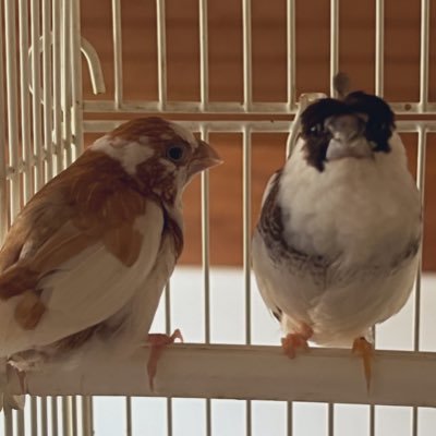 つなまよさんのプロフィール画像