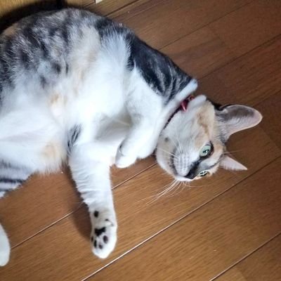 まろにー (@maronemusi) / X