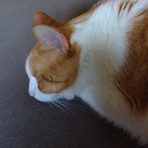 santabarbaradav's profile picture. 