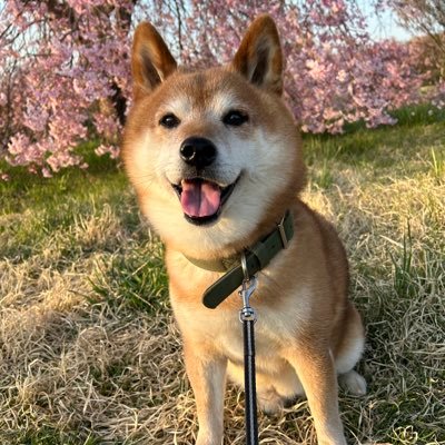 日常と読書📕ハチワレちゃん💙柴犬と暮らしてます🐕無言フォロー失礼します(*.ˬ.)