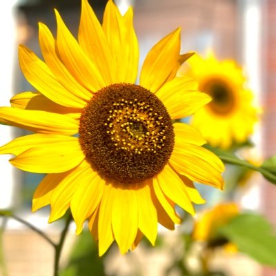 461_yumori's profile picture. 20↑どこにでもいるオタク/腐女子