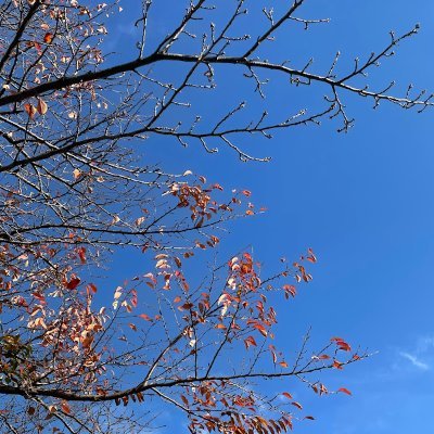 9_kaigan's profile picture. 音鉄／駅メロ再現
中学生です