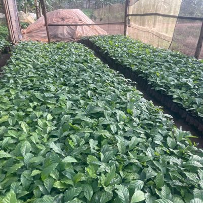 sababacoffee's profile picture. 🌱 Premium Coffee Starts Here 🚜 Specialized in Elite & Cutting-Grade Seedlings 📞 DM/Call/WhatsApp on 0786303604 to order or visit our nursery today!