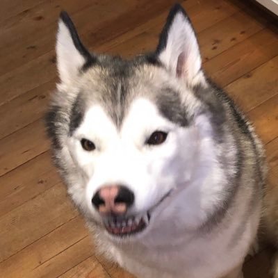 my name is Kieran but people call me Burger. I love huskies, including my husky named Alfredo.