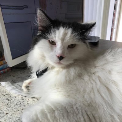 BlueTheMeowbox's profile picture. Meow