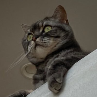 猫は飼ってないです