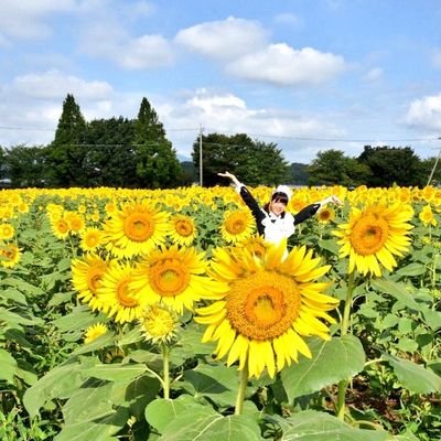 向日葵(ワンダーパーラー)さんのプロフィール画像