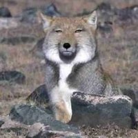 趣味アカウント (@sunagitsune1) Twitter profile photo