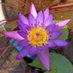 P Parmar (@homegardenpp) Twitter profile photo P Parmar (@homegardenpp) Twitter profile photo