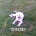 Suchagooddog2025 (@suchagoodog2025) Twitter profile photo Suchagooddog2025 (@suchagoodog2025) Twitter profile photo