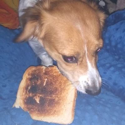 ITYSL fan,
Animal advocate,
No Terfs or Trumpers,
Mum of 2,
No DMs,
trans & gay ally.