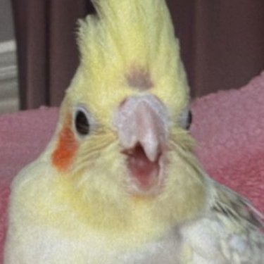 kariia_90's profile picture. わたしは　もんだいガール？