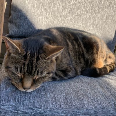 Ozzybop along with me🐾😻❤️さんのプロフィール画像