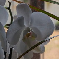 Sonni's Urban Garden (@urbansonni) 's Twitter Profile