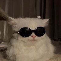 synco_pate (@syn_co_pate) 's Twitter Profile