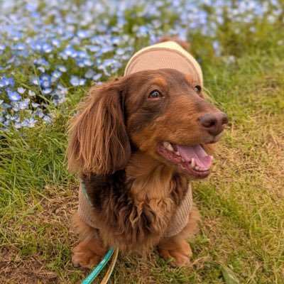 keith__1030's profile picture. Mダックス男の子2017年10月30日🎂🎉Twitter初心者です🐶ワンコ好きさんフォローしてくれたら嬉しいです😊無言フォロー失礼致します😊🙏#チョコタン インスタ中の人娘♡不定期更新中♡