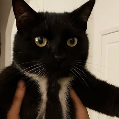 tantrum_turtle's profile picture. 