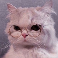 Froggie Gremlin (@sorrin_exe) 's Twitter Profile