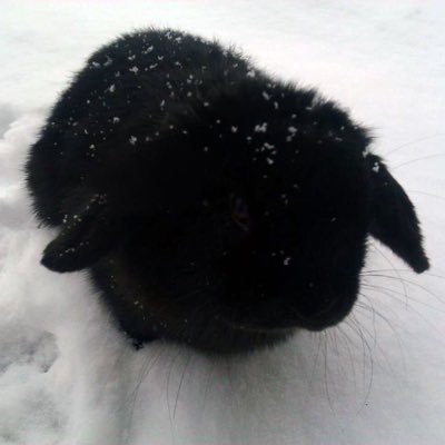 ibtofu's profile picture. ⋆⁺₊⋆ ☾⋆⁺₊⋆