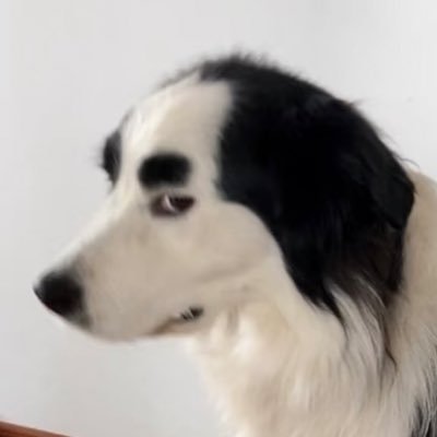 forevervlblapel's profile picture. 