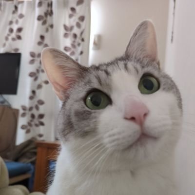 猫写真と読書とか音楽とか色々。にゃん写真で癒されたい、しがない会社員🐾DMはほぼ見ておりませんので悪しからず。