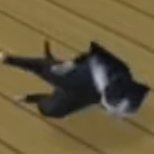 NoahMack01's profile picture. Full slop engineer