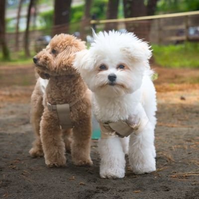 さがっとんさんのプロフィール画像