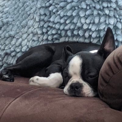 Veterinarian by day. Abuser by night. Backed by PetVet. Funded by KKR. Let’s talk about what happens behind closed clinic doors. Green Trail Animal Clinic