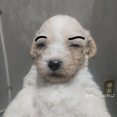 Kiawsさんのプロフィール画像