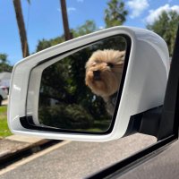 Toasty-Mane (@toasty_mane) 's Twitter Profile