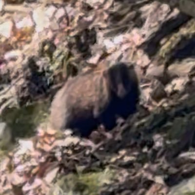 hrifssbu's profile picture. 本物の初心者