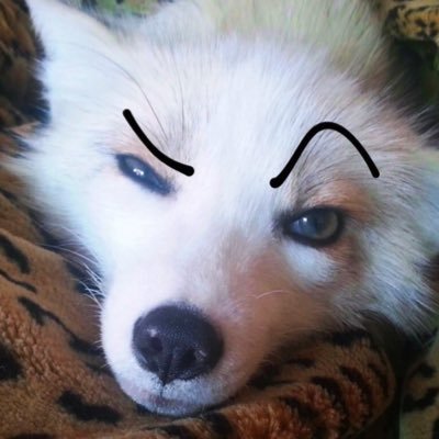 lilyote4425's profile picture. 20 |Pup | DL | Loves taking pictures :3