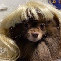 루카사의첫번째머리카락/거래계 (@ace_saaaaa) 's Twitter Profile