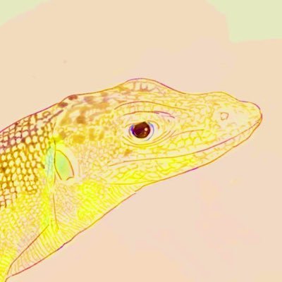 ポンさんのプロフィール画像