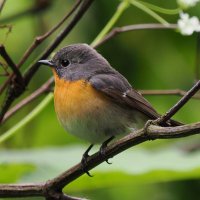 鳥類学 実は】 東京上野にある国立科学博物館の特別展「鳥