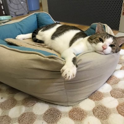 やりたい事:#保護猫活動、#保護犬活動、やりたい事を行う為に:#不動産投資、#投資信託 趣味:#野球観戦 (#高校野球、#ドラゴンズ)、#ドラフト、#釣り、#ゲーム(#歴史系、#ウイポ、#栄冠ナイン) 、#アニメ 仕事:#医療、#労務、#経理 基本的には #フォロバ #相互フォロー お願いします